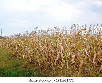 Dry Corn Field, Dry Corn Stalks, End Of Season.