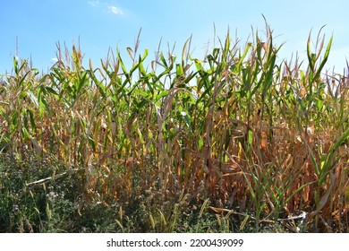 Dry Corn Field In Summer