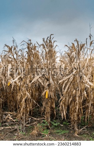 Dry corn field. They collect dry, ripe corn