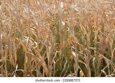 Dry Corn Field With Tiny Crop