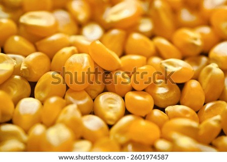 Dry corn grain. Popcorn kernels in close-up. Food texture