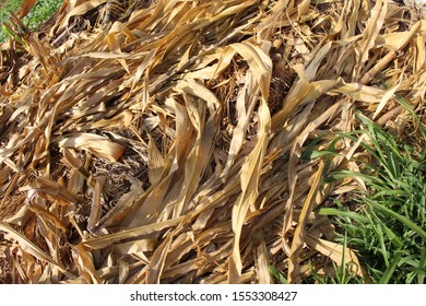 Dry Corn Husk. Texture Of Dry And Yellowed Leaves In The Sun.