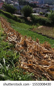 Dry Corn Husk. Texture Of Dry And Yellowed Leaves In The Sun.