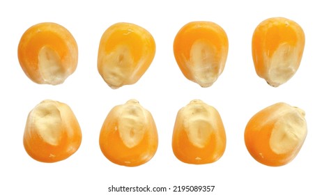 Dry corn kernels for popcorn isolated on white background, top view. Corn grain isolated on white background, top view. Dry yellow corn seeds isolated on white background, top view. - Shutterstock ID 2195089357