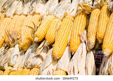 Dry corn maize wallpaper