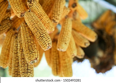 dry corn suspended from the ceiling