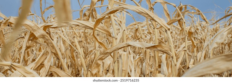 A dry cornfield signifies drought and agricultural challenges under a clear blue sky - Powered by Shutterstock