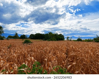 A dry cornfield under a dramatic cloudy sky with distant mountains and trees in the background, capturing the serene beauty of rural nature during harvest season.