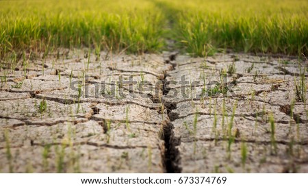 Dry crack earth at rice field