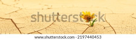 Dry cracked desert soil with single flower sprouting up from the desert. Concept displaying global warming or climate change, adversity, determination, or other environmental issues.