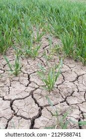 Dry cracked earth. Closeup of cracks in dry mud in field of crops during summer drought on a UK farm