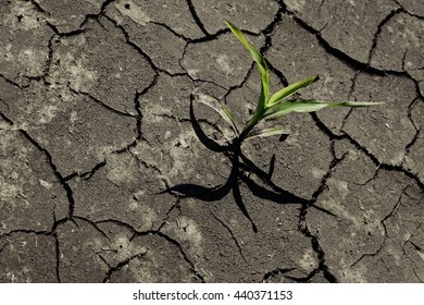 Dry Cracked Earth With Plant Struggling For Life, Drought