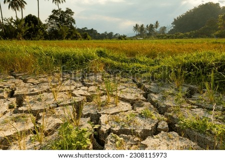 Dry and cracked land, dry due to lack of rain, in Indonesia, near the Poso lake, Sulawesi island. Effects of climate change such as desertification