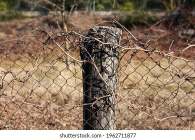 Dry Crawler Plants Growing Over Old Rusted Metal Fence Supported With Thick Cracked Wooden Poles In Suburban Family House Backyard Surrounded With Dry Grass And Trees On Warm Sunny Winter Day