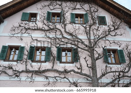 Dry creeper branches of climbing plant on a wall and window
