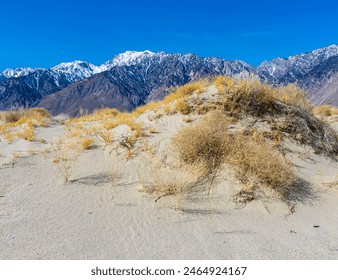 Dry Creosote Bushes on Sand Dunes With The Snow Capped Sierra Nevada Mountains, Olancha Dunes, California, USA - Powered by Shutterstock