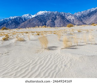 Dry Creosote Bushes on Sand Dunes With The Snow Capped Sierra Nevada Mountains, Olancha Dunes, California, USA - Powered by Shutterstock