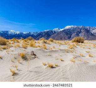 Dry Creosote Bushes on Sand Dunes With The Snow Capped Sierra Nevada Mountains, Olancha Dunes, California, USA - Powered by Shutterstock