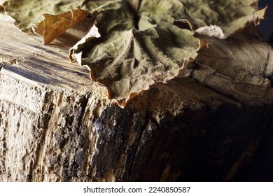 DRY CRUMPLED BRITTLE DEAD GRAPE VINE LEAF ON A CUT PIECE OF A TREE TRUNK