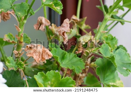 Dry damaged leaves as a sympthoms of bacterial disease of geranium flowers.