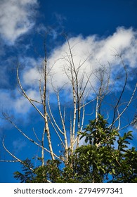 Dry dead bare tree branches standing beside lush green foliage against bright blue sky with white clouds, contrast between dead and living nature in tropical forest