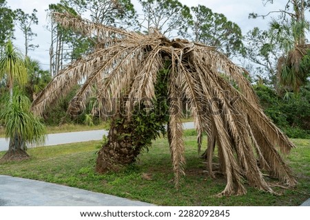 Dry dead palm tree on Florida home backyard