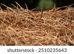 Dry, dead pine needles and pine cones fallen on ground. Fall season, lawncare and wildfire hazard concept.