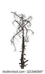 Dry dead pine tree isolated on white background
