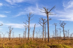 Dry And Dead Pine Trees In Phu Kradueng National Park