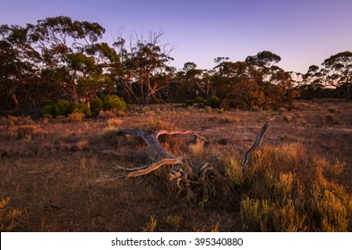 Dry Dead Tree In Australian Remote Bush Outback At Sunrise