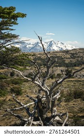 Dry dead tree branches in foreground against snowy mountain range and blue sky