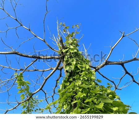 Dry dead tree branches. A dead tree trunk against a blue sky background. Vines clinging to a dead tree trunk. Vines on a tree