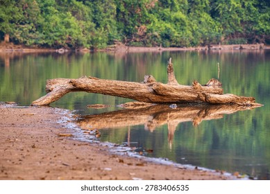 Dry, dead tree trunks on the parched lakebed.