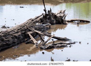 Dry, dead tree trunks on the parched lakebed.