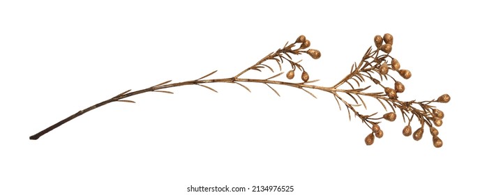 Dry decorative twig with berries painted of antique gold isolated on white