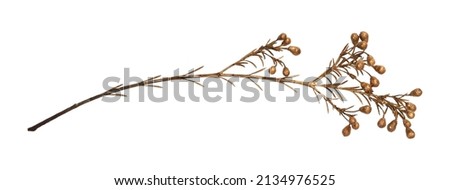 Dry decorative twig with berries painted of antique gold isolated on white
