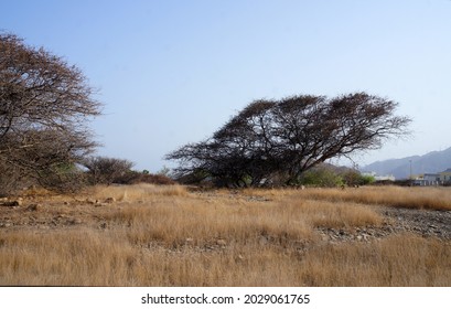 Dry Desert Ghat Trees Of UAE