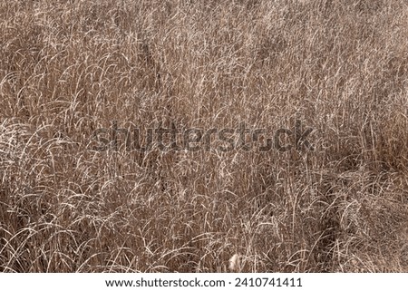 Dry desert grass. dry uncultivated grass in the field.