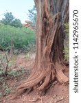 Dry Desert Tree Close up