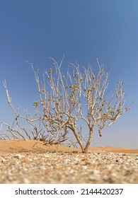 Dry Desert Tree In The Empty Quarter Desert