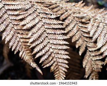 Dry Dicksonia New Zealand Tree Fern Leaves, Close-up Image