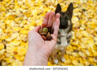 Dry dog food in a female hand against the background of a German shepherd puppy in an autumn park. A woman teaches the dog to perform komada with the help of food. Selective focus.  - Powered by Shutterstock