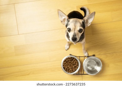 dry dog food, pet feed, funny hungry dog asks owner for pet food, top view, copy space - Shutterstock ID 2273637235