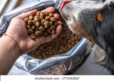 dry dog food in plastic bag and dog head, pet feed for medium dogs. Dog eat from the hand