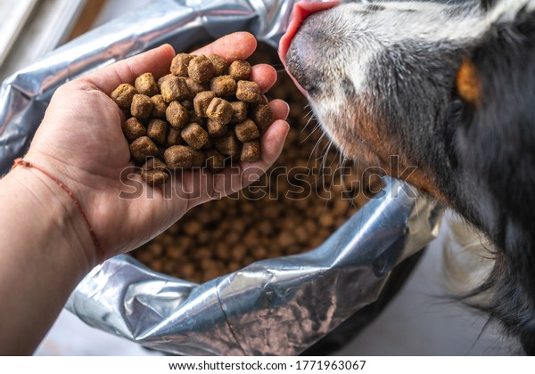 dry dog food in plastic bag and dog\
head, pet feed for medium dogs. Dog eat from the\
hand