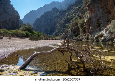 Dry driftwood in the small pond in the mountains. Sa Calobra. Mallorca. Torrent de Pareis.