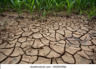 Dry Drought Stricken Farm Corn Field Dirt

