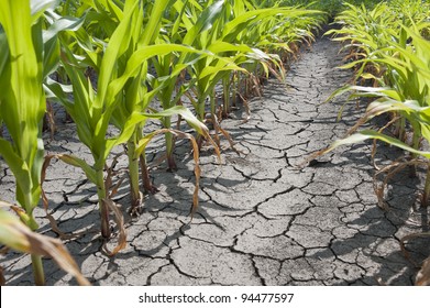 Dry Drought Stricken Farm Corn Field Dirt