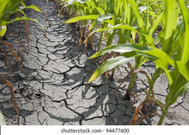 Dry Drought Stricken Farm Corn Field Dirt