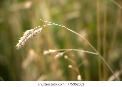 Dry ears of Elymus repens on autumn field